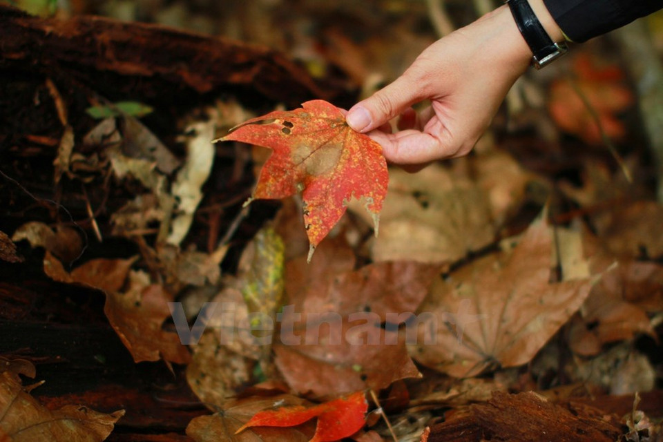 Los acres también aparecen en algunos zonas montañosas en el Norte, pero con muy pequeña cantidad. 