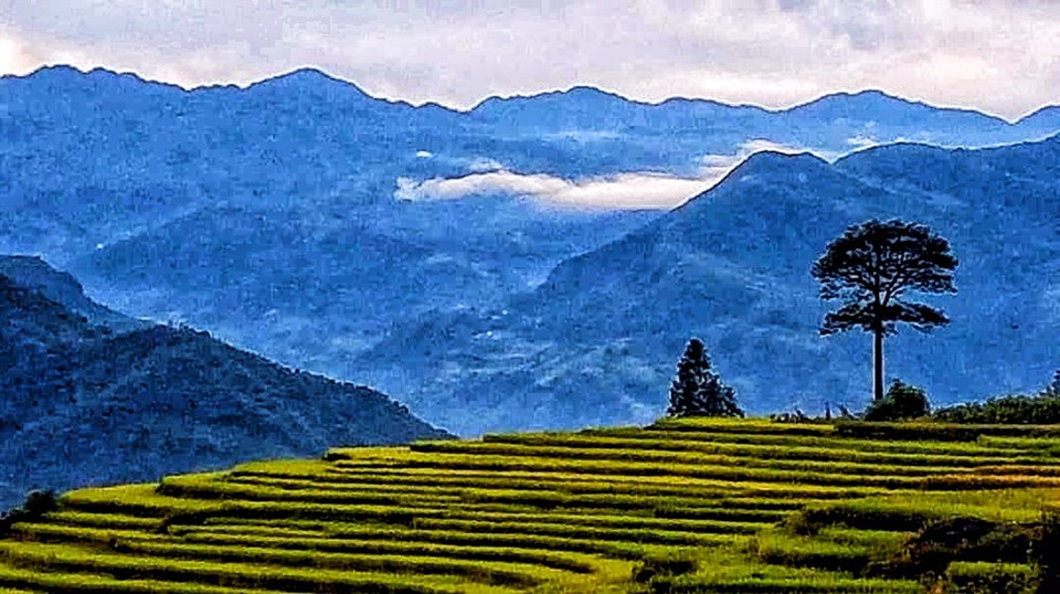 En los primeros días de septiembre, al llegar al distrito de Y Ty en la provincia norvietnamita de Lao Cai, los visitantes se sumergen en los campos de terrazas de arroz doradas. Se puede decir que el septiembre es la época más hermosa del año para que los visitantes viajen a Y Ty en aras de descubrir o explorar la belleza de los arrozales en forma de terrazas. Se trata del tiempo de la cosecha cuando los agricultores recogen los frutos después de un año de trabajo arduo en los campos. En los recorridos por las terrazas de arroz, los turistas pueden divisar fácilmente el "mar de arroz dorado" en el horizonte (Fuente: Vietnamplus)