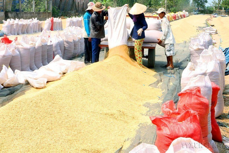 Los campesinos en el distrito de Cai Lay, de la provincia sureña de Tien Giang, secan el arroz recién cosechado. (Foto: VNA)