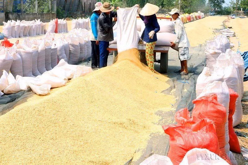 Los campesinos en el distrito de Cai Lay, de la provincia sureña de Tien Giang, secan el arroz recién cosechado. (Foto: VNA)