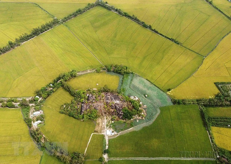 Zona de producción de arroz de alta calidad del grupo Loc Troi, elegible para las ventas al mercado de la Unión Europea en virtud del Tratado de Libre Comercio entre Vietnam y el bloque continental (EVFTA), en el distrito de Thoai Son, provincia sureña de An Giang. (Foto: VNA)