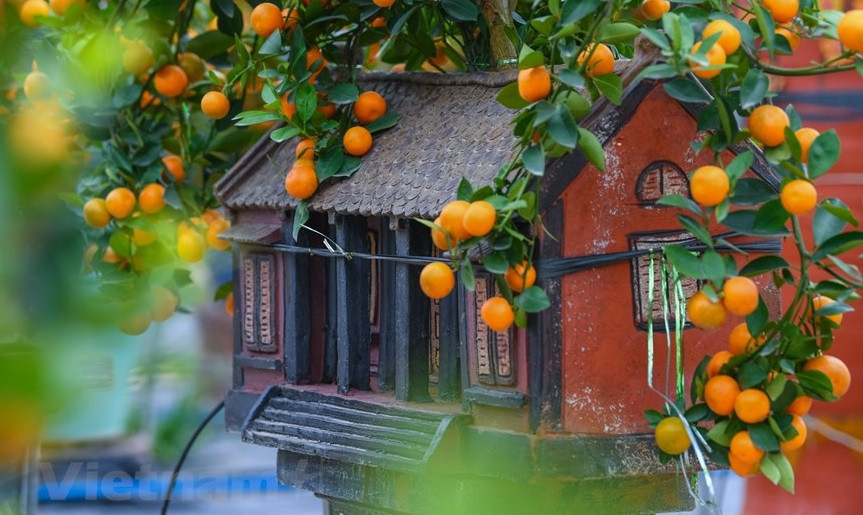 Según Ngo Thu Trang, estas macetas de kumquat cuestan entre 130 y 650 dólares, dependiendo del modelo y tipo. (Foto: VNA)