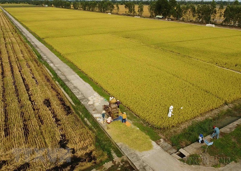El grupo Loc Troi es la primera empresa del mundo en lograr 100 puntos absolutos bajo la plataforma para el arroz sostenible (SRP) en un área de más de 100 hectáreas con solo 14 agricultores. (Foto: VNA)