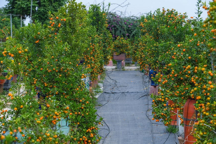 En ocasión del Tet, los jardineros de la aldea de Tu Lien presentan muchos productos únicos de kumquats con precios valorados en varios cientos de dólares. (Foto: VNA)