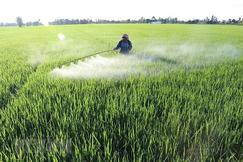 Los agricultores de la provincia sureña de Dong Thap trabajan en la cosecha de invierno-primavera 2018-2019. (Foto: VNA)