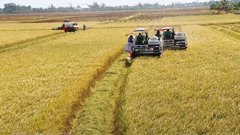Los agricultores de la provincia de Dong Thap cosechan el arroz de la temporada verano-otoño de 2021. (Foto: VNA)