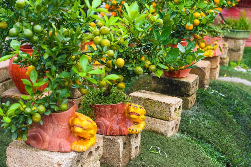 Otro jardinero en Tu Lien lanzó macetas con la figura de un tigre amarillo abrazando el tronco de kumquat con motivo del Tet. (Foto: VNA)