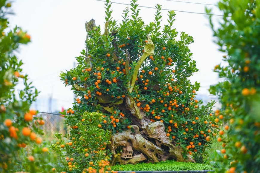 Este bonsái de kumquat combinado con un trozo de madera flotante cuesta hasta casi cuatro mil 400 dólares. La madera flotante, que se toma del núcleo de un árbol viejo después de que muere, a menudo se combina con orquídeas debido a que es menos susceptible a las termitas. (Foto: VNA)