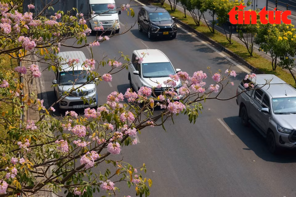 Los árboles de trompeta rosados tiñen la calle Vo Van Kiet (distrito 1) de rosa. (Foto: Diario Tin tuc/VNA)