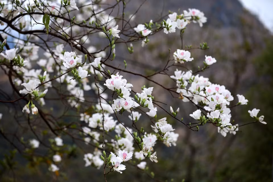 Los árboles de Hoa Ban, en el paso de Pha Dinh, están en plena floración. (Foto: VNA)