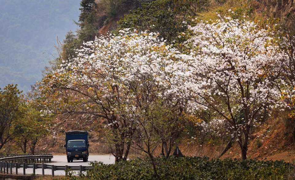 Los árboles de Hoa Ban, en el paso de Pha Dinh, están en plena floración. (Foto: VNA)