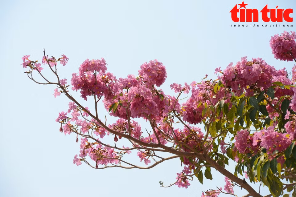 La trompeta rosa tiene un color rosa suave, forma de campana y crece en racimos de entre 10 y 20 flores. (Foto: Diario Tin tuc/VNA)