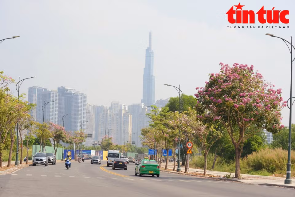 En esos días, muchas calles de Ciudad Ho Chi Minh están llenas de flores de trompeta rosa. (Foto: Diario Tin tuc/VNA)