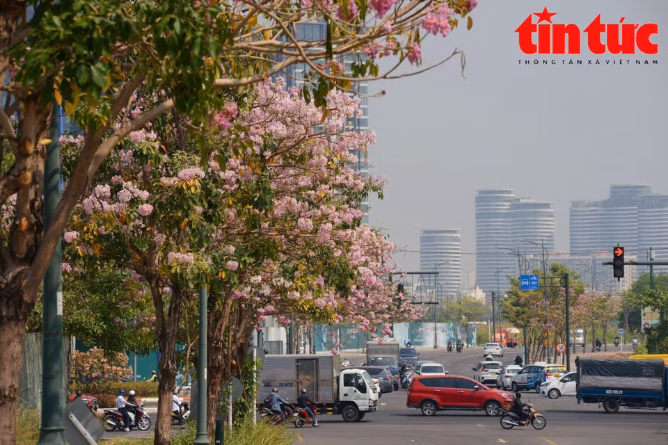 Las flores de trompeta rosa son originarias de América, también conocidas como flores de campana rosadas, y se han plantado de forma experimental en Ciudad Ho Chi Minh desde 2009. Su color es similar al de las flores de cerezo. Las flores florecen en abril y duran hasta junio. (Foto: Diario Tin tuc/VNA)