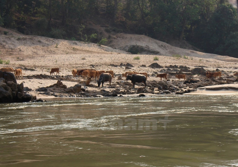 Un rebaño de búfalos a lo largo de la orilla del río en Laos (Foto: VNA)