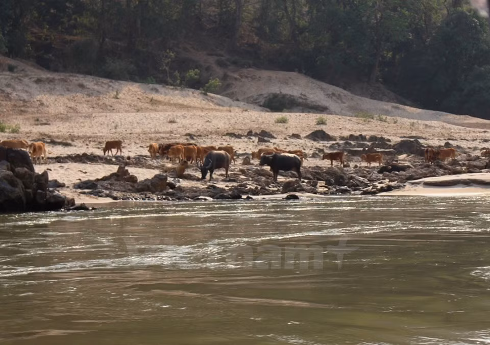Un rebaño de búfalos a lo largo de la orilla del río en Laos (Foto: VNA)