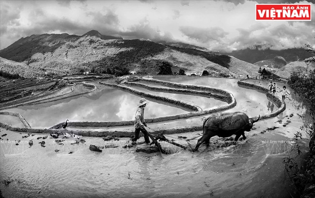 Preparan nueva cosecha 