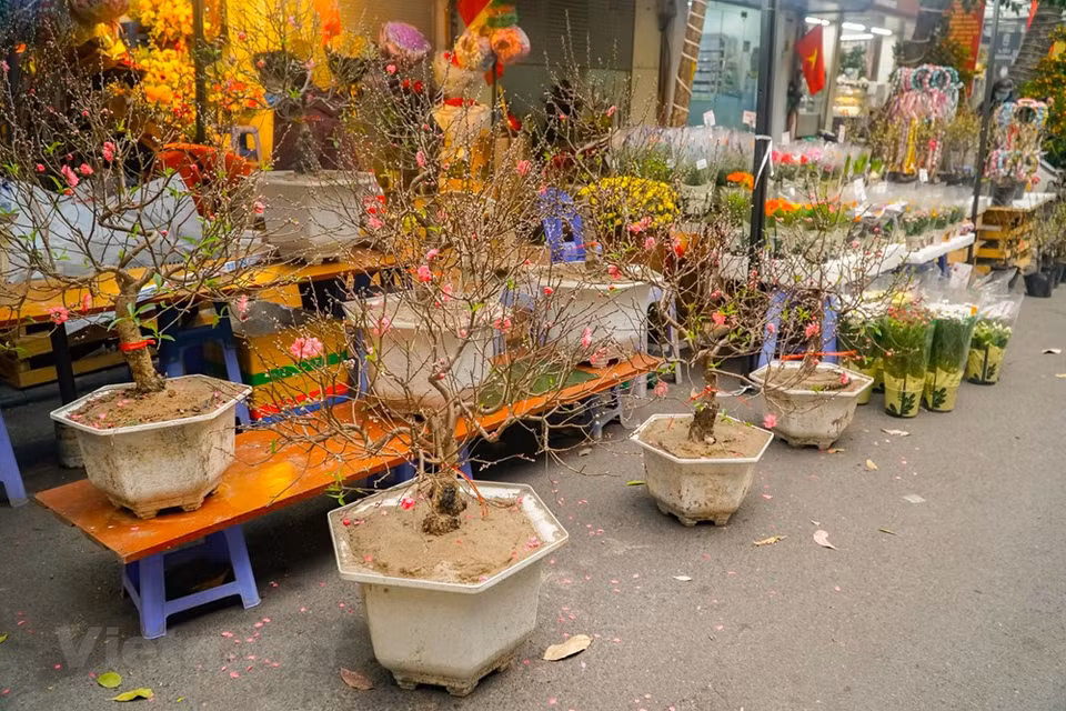 En el mercado de flores Hang Luoc en el casco antiguo de Hanoi solo se venden ramas de melocotones pequeños enviados desde la aldea de Nhat Tan. Mientras tanto, las variedades de grandes flores se concentran en otras ferias en la calle de Lac Long Quan o en los jardines a lo largo del río Rojo. Las ramas de flores de melocotones son artículos populares en este mercado especial. Siguiendo la tradición, los pobladores hanoyenses acuden aquí no necesariamente para comprar algo, sino para disfrutar del ambiente de primavera y de la belleza de las flores. Además de las características modernas, el mercado actual transmite una nostalgia que difícilmente consigue apreciarse en otros lugares (Fuente: Vietnam +)