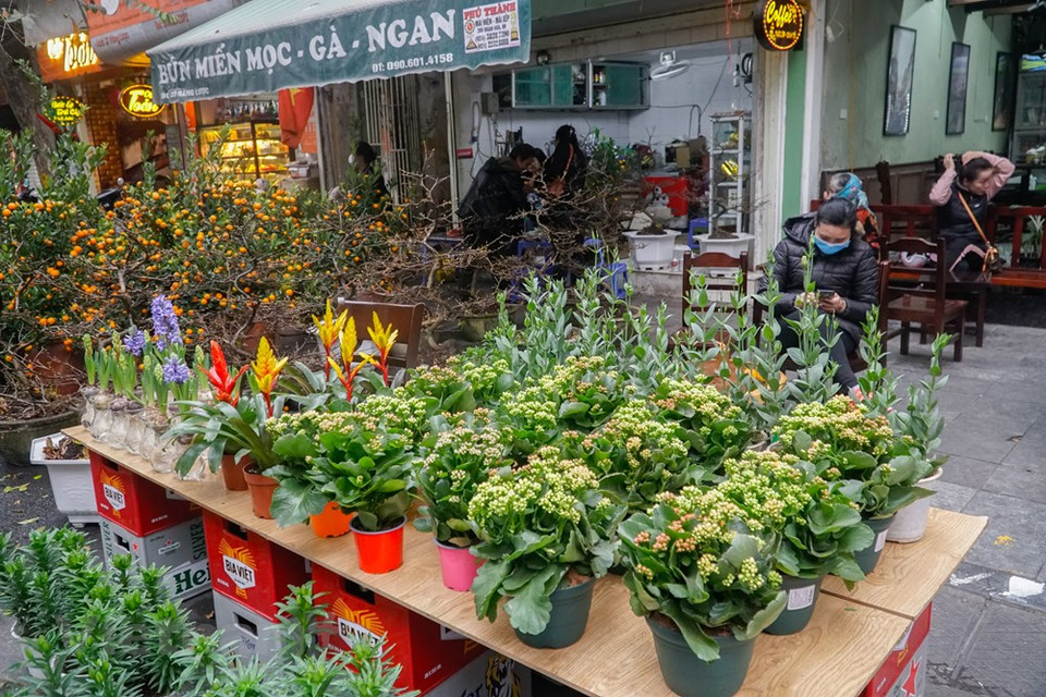 En cada Tet (Año Nuevo Lunar), mientras los pobladores en el norte prefieren comprar los árboles de melocotones y kumquats, los que habitan en el centro y el sur decoran sus casas con flores de ochna. La afición por las flores evidencia la voluntad de los vietnamitas de un nuevo año lleno de buena suerte, felicidad y prosperidad para su familia. Ellos consideran las flores como elementos que materializan la quintaesencia de la tierra y el cielo para deleitar a las personas con una fragancia seductora y un color atrayente, así como alegría y esperanza. El árbol de melocotón es una planta ornamental indispensable en cada familia vietnamita durante la fiesta del Tet (Fuente: Vietnam +)