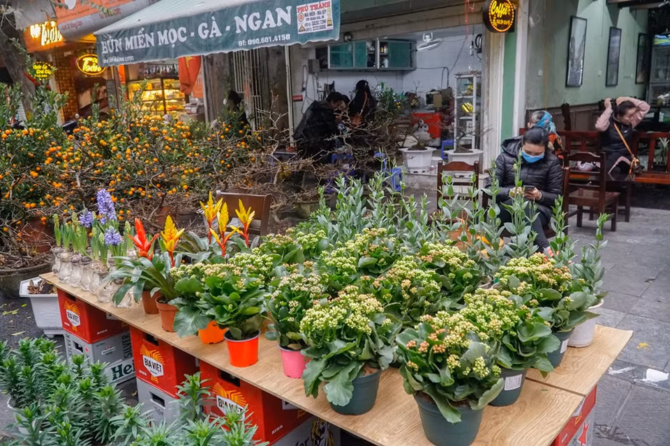 En cada Tet (Año Nuevo Lunar), mientras los pobladores en el norte prefieren comprar los árboles de melocotones y kumquats, los que habitan en el centro y el sur decoran sus casas con flores de ochna. La afición por las flores evidencia la voluntad de los vietnamitas de un nuevo año lleno de buena suerte, felicidad y prosperidad para su familia. Ellos consideran las flores como elementos que materializan la quintaesencia de la tierra y el cielo para deleitar a las personas con una fragancia seductora y un color atrayente, así como alegría y esperanza. El árbol de melocotón es una planta ornamental indispensable en cada familia vietnamita durante la fiesta del Tet (Fuente: Vietnam +)