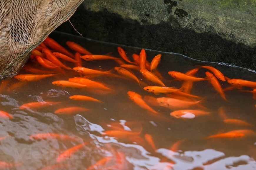 El precio del pescado comprado en el estanque cayó bruscamente a solo 50-60 mil/kg mientras que en años anteriores, el precio del producto fue 70 mil/kg, a veces hasta 120 mil/ kg. (Fuente: Vietnamplus)