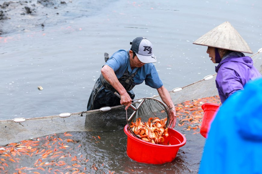 El área de cría de peces es de 30 ha. Los peces se distribuyen principalmente a las provincias de Tuyen Quang, Hanoi, Vinh Phuc, Ha Giang y Yen Bai. (Fuente: Vietnamplus)