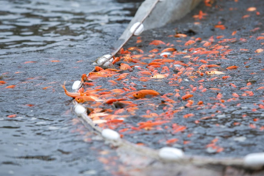 Se vende al mercado unas 50 toneladas de pescado, principalmente en las provincias de Tuyen Quang, Hanoi, Vinh Phuc, Ha Giang y Yen Bai. (Fuente: Vietnamplus)