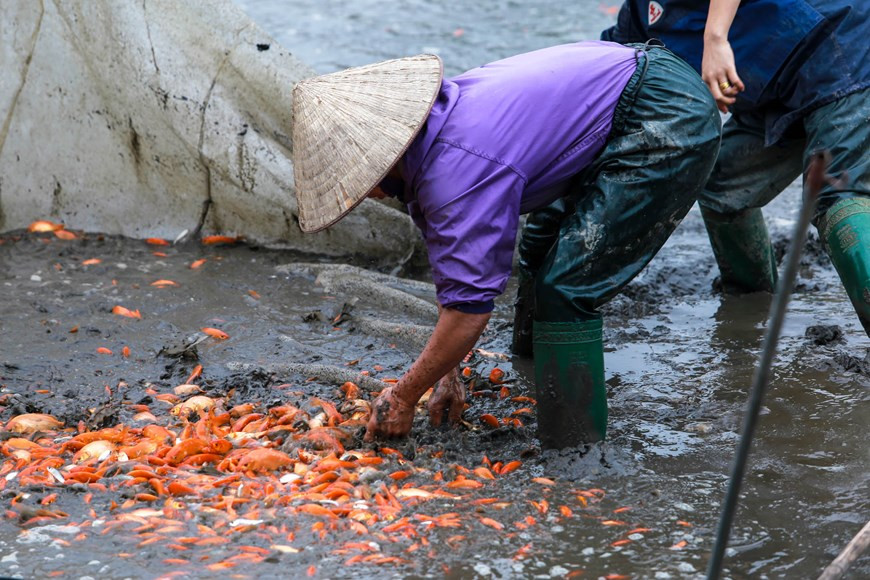 Los peces son cultivados desde junio hasta diciembre. Los peces se distribuyen principalmente a Tuyen Quang, Hanoi, Vinh Phuc, Ha Giang y Yen Bai (Fuente: Vietnamplus)