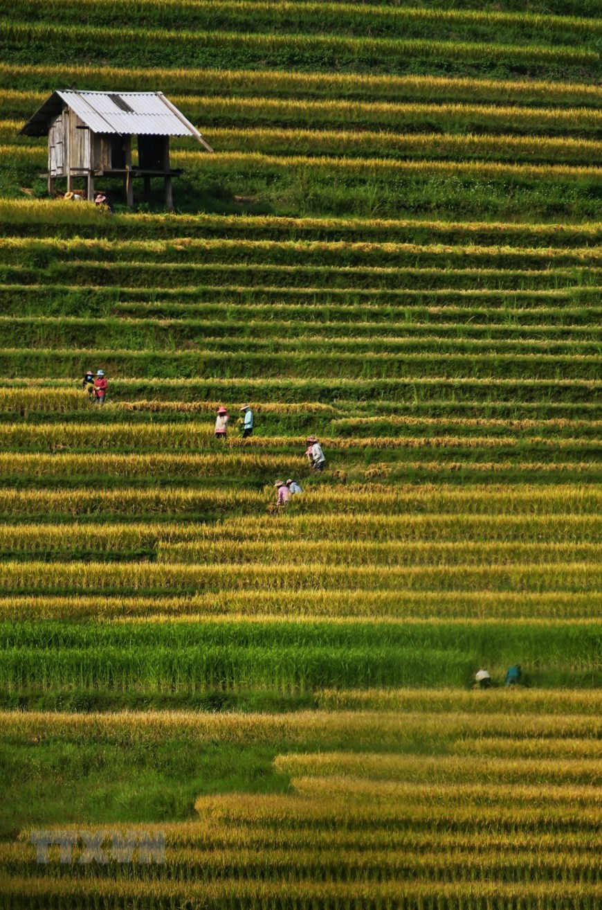 El sol crea una majestuosa belleza de los campos de arroz en Y Ty. (Fuente: VNA)