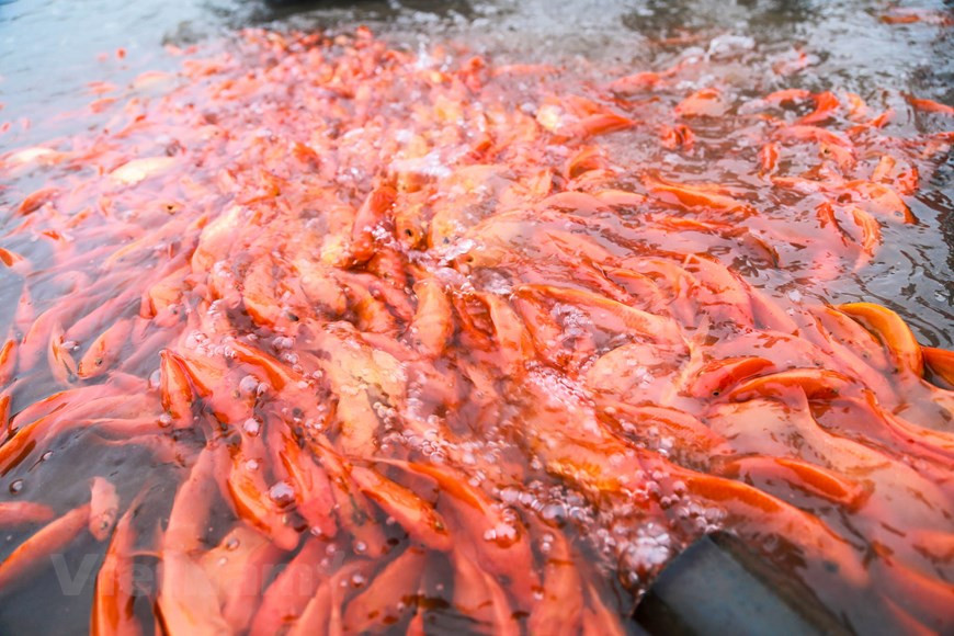 El pueblo de Thuy Tam (Phu Tho) se considera el pueblo de carpa roja tradicional más antiguo y más grande del norte.(Fuente: Vietnamplus)