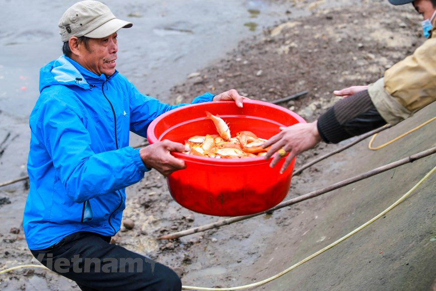 Después de sacarla del estanque, la carpa roja se clasificará en dos tipos, 40 peces/kilógramos y 50-60 peces/kilógramos.(Fuente: Vietnamplus)