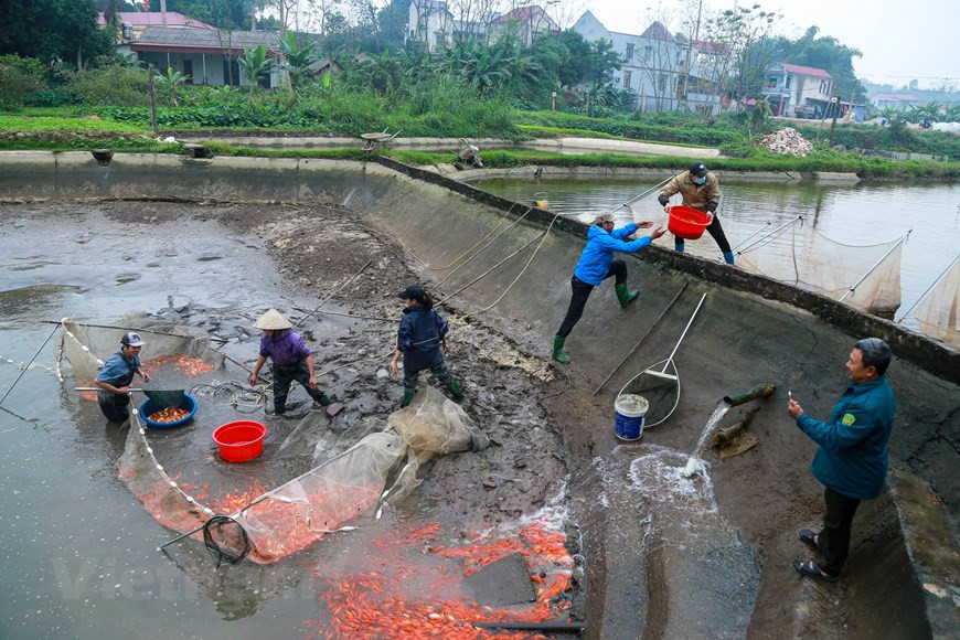 En los días previos al Año Nuevo Lunar (Tet de los vietnamitas), los aldeanos de Thuy Tram se apresuraron a cosechar carpas amarillas y rojas para vender el 23 de diciembre. La carpa Thuy Tram es la carpa roja más hermosa de esta área, por lo que los comerciantes de todas partes, desde Lao Cai, Yen Bai en el río arriba hasta Nam Dinh, Thai Binh en las tierras bajas también vienen aquí para comprar. Cada año, todos los años, alrededor del 20-21 (calendario lunar), la aldea de Thuy Tran vuelve a estar animada, los camiones entran y salen ocupados para transportar pescado. (Fuente: Vietnamplus)