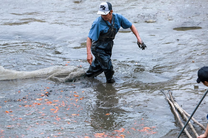 Nguyen Huy Luan, el dueño de un hogar de cultivo de carpas rojas, dijo que la cría de peces este año es muy favorable, pero se devalúa fácilmente porque esta especie es fácil de criar y se abunda la oferta. (Fuente: Vietnamplus)