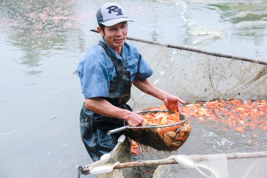 El desarrollo de la piscicultura aporta una alta eficiencia económica a cientos de hogares en la aldea de Thuy Tram. La ceremonia dedicada a Ong Cong y Ong Tao se celebra el 23 de diciembre según el calendario lunar. (Fuente: Vietnamplus)