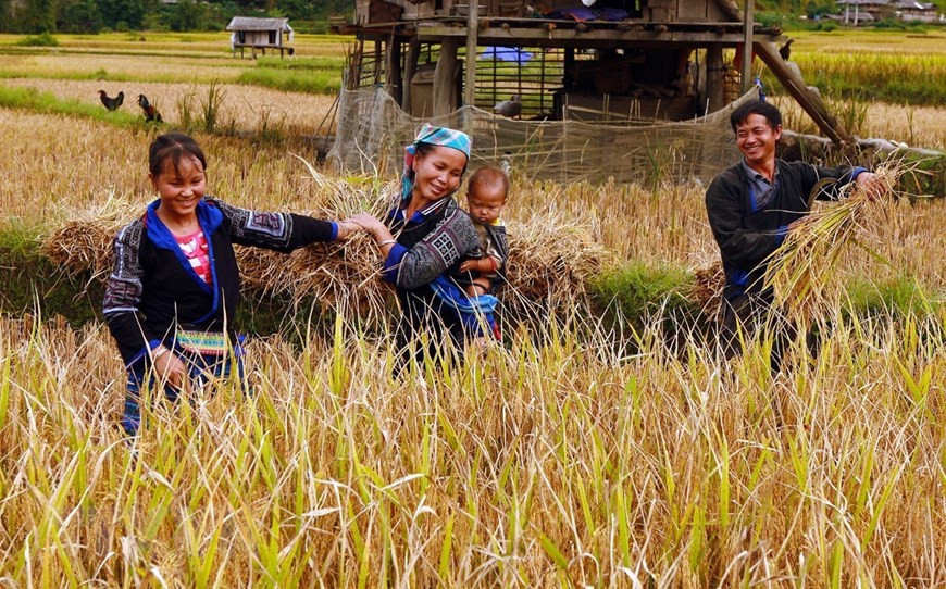 Los cultivadores del caserío Lim Mong cosecha el arroz (Fuente: VNA)