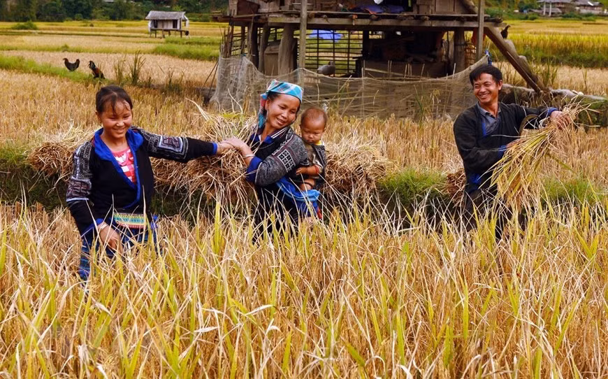 Los cultivadores del caserío Lim Mong cosecha el arroz (Fuente: VNA)