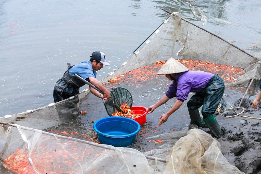 Por lo general, los alevines se criarán a partir de mediados de año, los piscicultores se encargan de los peces hasta que se califique el tamaño de aproximadamente tres dedos. (Fuente: Vietnamplus)