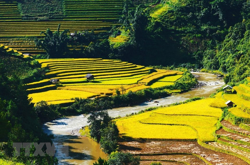 El color verde del bosque y el amarrillo del arroz crean un paisaje pintoresco. (Fuente: VNA)