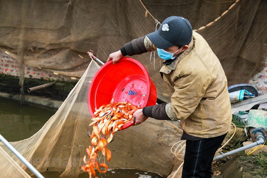 Los pobladores locales se apresuraron a cosechar pescado para vender al mercado en ocasión de la la ceremonia dedicada a Ong Cong y Ong Tao. (Fuente: Vietnamplus)