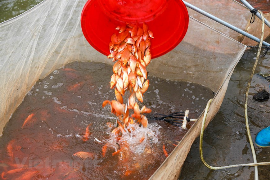 En 2011, la provincia de Phu Tho reconoció la aldea de carpa roja Thuy Tram e invirtió en instalaciones para el desarrollo de la aldea artesanal. (Fuente: Vietnamplus)