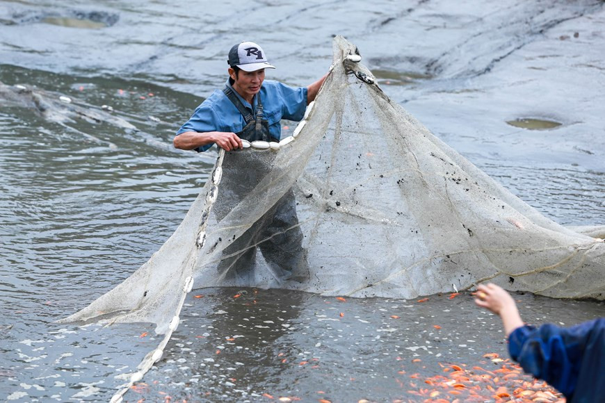 El precio del pescado comprado en el estanque cayó bruscamente a solo 50-60 mil/kg mientras que en años anteriores, el precio del producto fue 70 mil/kg, a veces hasta 120 mil/ kg. (Fuente: Vietnamplus)