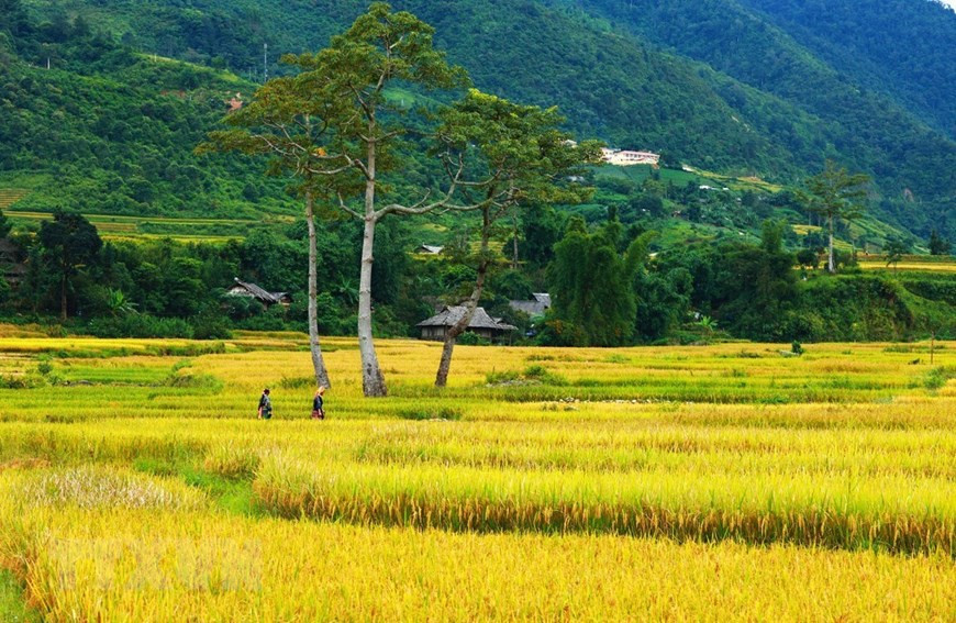Las terrazas de arroz son una obra artística de la etnia H´Mong. (Fuente: VNA)