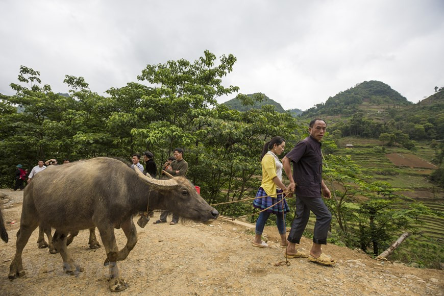 Mercado de Can Cau atrae no solo a comerciantes de búfalos de las tierras altas, sino también a los turistas, especialmente los extranjeros. El búfalo para la gente de Lao Cai no es solo para la producción, sino que también se convierte en una mercancía, una fuente de alimento de alto valor económico. El establecimiento de un mercado de búfalos ha contribuido al desarrollo económico local y ha creado puestos de trabajo para muchos hogares. De vez en cuando, los turistas pueden experimentar interesantes peleas de búfalos. Es la razón por la cual el mercado de Can Cau es un lugar indispensable que deben visitar los turistas al llegar a Lao Cai. (Foto: Vietnamplus)