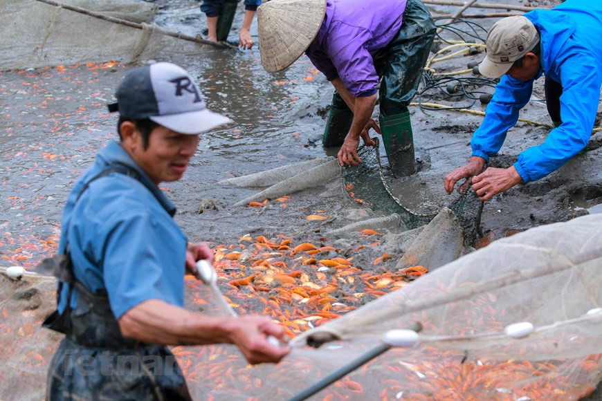 La práctica de cultivo de carpas rojas en la aldea de Thuy Tram inició desde los años 1960, proveniente de miembros de la cooperativa que recolectaban huevos de peces en el río. Cuando los huevos eclosionaron, seleccionaron los peces más rojos para reproducirse. (Fuente: Vietnamplus)