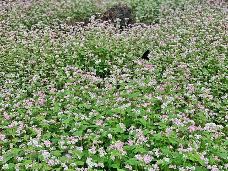 La flor de alforfón es pequeña, pero tiene una fuerte vitalidad. En cualquier tipo de suelo, incluso si es estéril, la planta puede prosperar. Para las minorías étnicas en las áreas montañosas del norte como Cao Bang, Ha Giang, esta planta también juega un papel como fuente de alimento complementario entre las dos temporadas de maíz. Además, el polvo de semillas y las hojas de la planta también se utilizan como medicina. Los grupos étnicos H´mong y chinos en la provincia montañosa de Ha Giang cultivan la flor de alforfón en colinas y campos más bajos, por lo que a veces se cubre todo el valle, creando una pintura hermosa de naturaleza. (Fuente: VNA) 