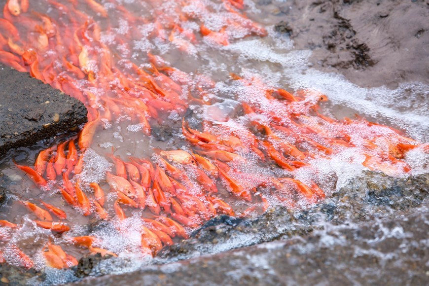  Según la población local, el área de cultivo de peces de la aldea es de 30 hectáreas con cientos de hogares. El desarrollo de la piscicultura aporta una alta eficiencia económica a los aldeanos.(Fuente: Vietnamplus)