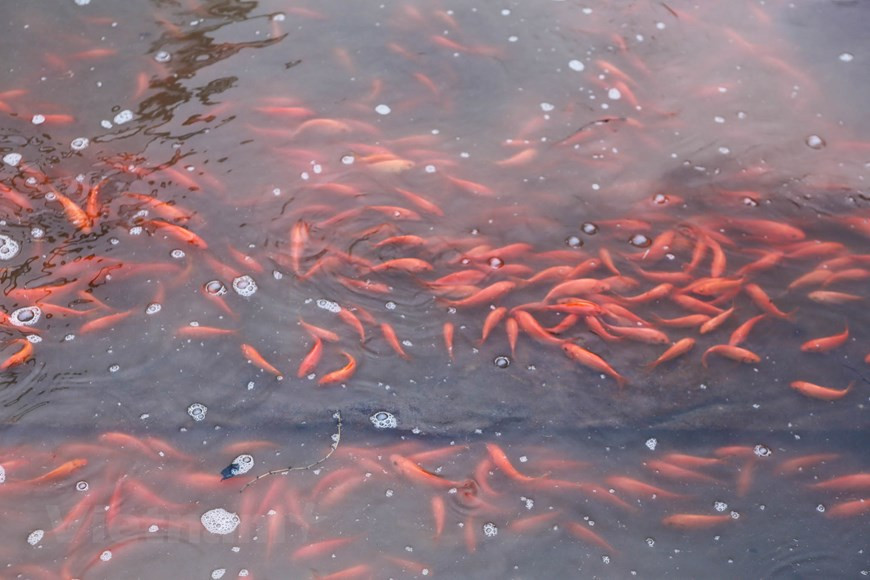  La cría de carpa roja en la aldea de Thuy Tram ha existido durante mucho tiempo, desde la década de 1960, comenzando con los miembros de la cooperativa que recolectaban huevos de peces del río. (Fuente: Vietnamplus)