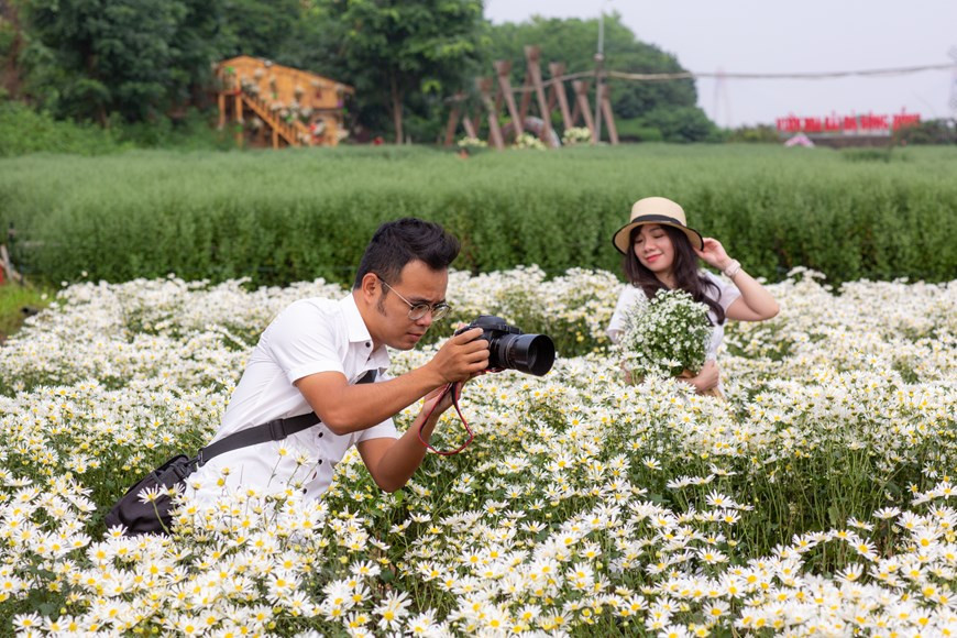 A fines de octubre, algunos jardines en Hanoi han abierto la puerta a los visitantes para que tomen fotos del crisantemo que florece temprano (Foto: Vietnam +)