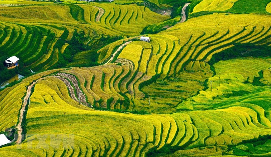 La belleza de las terrazas arrozales en el atardecer (Fuente: VNA)
