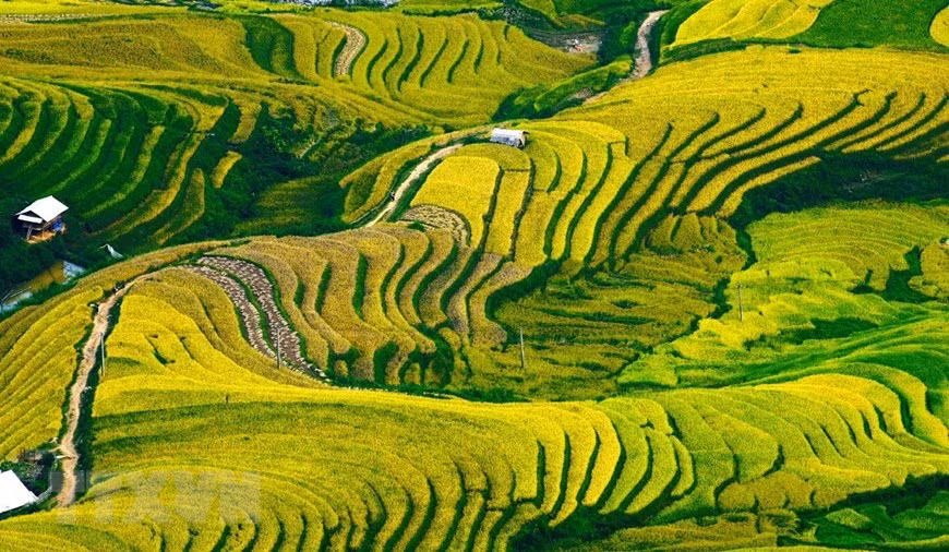 La belleza de las terrazas arrozales en el atardecer (Fuente: VNA)